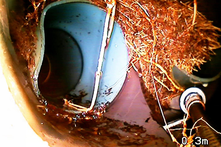 Photo d'une canalisation bouchée à cause de racines